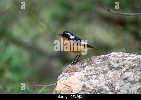 Primo piano della Redstart di Moussier, uomo adulto Foto Stock