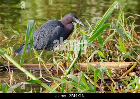 Piccolo airone blu (Egretta caerulea) nel Parco Nazionale di Tortuguero, Costa Rica Foto Stock