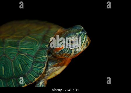 Un giovane slider rosso (Trachemys scripta elegans) isolato su sfondo nero Foto Stock