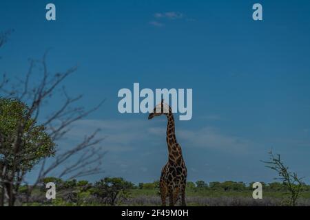 Giraffa sudafricana, giraffa Rotschild camminando alla savana nel Parco Nazionale di Etosha, Namibia, Africa Foto Stock