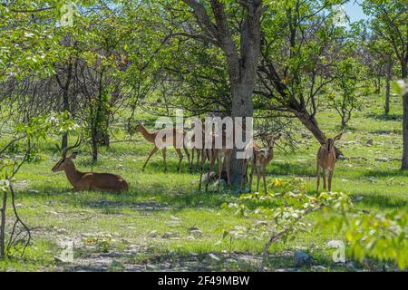 Impala nero di fronte rimanere o sdraiarsi su erba verde in La foresta al Parco Nazionale di Etosha in Namibia Foto Stock