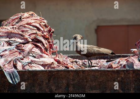 Un uccello hamerkop si nutre di pesce fresco pescato a Ggaba Beach, Uganda. Foto Stock