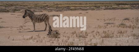 Una Zebras all'Etosha Pan nel Parco Nazionale di Etosha, Namibia Foto Stock