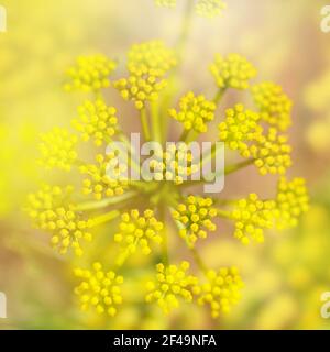 Flora di Gran Canaria - fioritura Astydamia latifolia, finocchio del Mar Canario, pianta commestibile originaria delle Isole Canarie Foto Stock