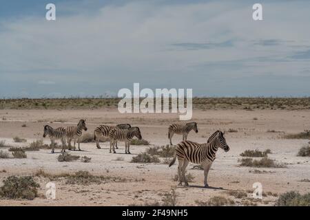 Zebre all'Etosha Pan in Etosha National Park, Namibia Foto Stock