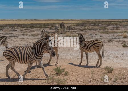 Zebre all'Etosha Pan in Etosha National Park, Namibia Foto Stock