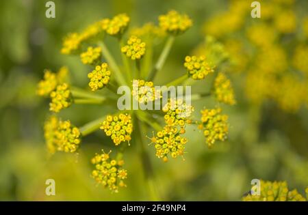 Flora di Gran Canaria - fioritura Astydamia latifolia, finocchio del Mar Canario, pianta commestibile originaria delle Isole Canarie Foto Stock