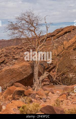 Incisioni preistoriche Boscimane, dipinti rupestri a Twyfelfontein, Namibia - piatto leone e altri animali e simboli su rocce Foto Stock