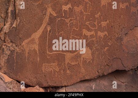 Incisioni preistoriche Boscimane, dipinti rupestri a Twyfelfontein, Namibia - piatto leone e altri animali e simboli su rocce Foto Stock