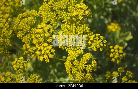 Flora di Gran Canaria - fioritura Astydamia latifolia, finocchio del Mar Canario, pianta commestibile originaria delle Isole Canarie Foto Stock