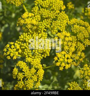 Flora di Gran Canaria - fioritura Astydamia latifolia, finocchio del Mar Canario, pianta commestibile originaria delle Isole Canarie Foto Stock