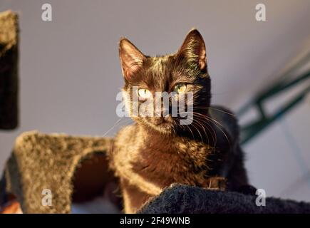 Un gatto di Bombay a sussurro corto, un animale domestico divertente sul posto graffiante Foto Stock