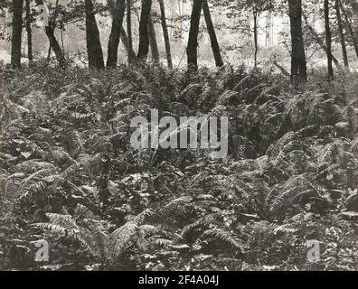 Gesäuse, Stiria. Felce di struzzo o felce di struzzo (Matteuccia strutiopteris) Foto Stock