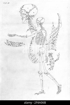 Scheletro delle persone (laterale) con dettagli ed etichetta delle ossa Foto Stock