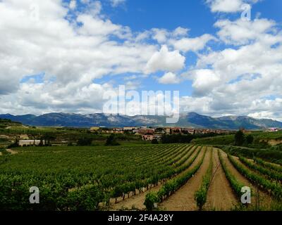 Paesaggio che mostra un vigneto verde e alcune montagne sotto a. Cielo blu nuvoloso a la Rioja in Spagna Foto Stock
