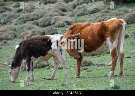 Madre mucca e vitello del bambino Foto Stock