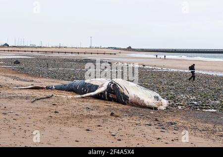 Blyth, Northumberland, Regno Unito, 19 marzo 2021. La balena di ritorno morta si bagia sulla spiaggia. Gallia N e News/Alamy News Foto Stock