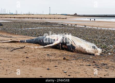 Blyth, Northumberland, Regno Unito, 19 marzo 2021. La balena di ritorno morta si bagia sulla spiaggia. Gallia N e News/Alamy News Foto Stock