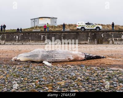 Blyth, Northumberland, Regno Unito, 19 marzo 2021. La balena di ritorno morta si bagia sulla spiaggia. Gallia N e News/Alamy News Foto Stock