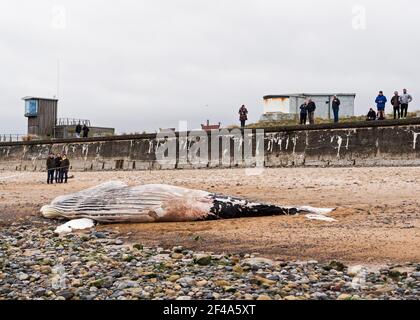 Blyth, Northumberland, Regno Unito, 19 marzo 2021. La balena di ritorno morta si bagia sulla spiaggia. Gallia N e News/Alamy News Foto Stock