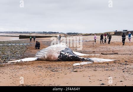 Blyth, Northumberland, Regno Unito, 19 marzo 2021. La balena di ritorno morta si bagia sulla spiaggia. Gallia N e News/Alamy News Foto Stock