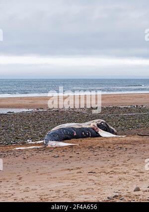 Blyth, Northumberland, Regno Unito, 19 marzo 2021. La balena di ritorno morta si bagia sulla spiaggia. Gallia N e News/Alamy News Foto Stock