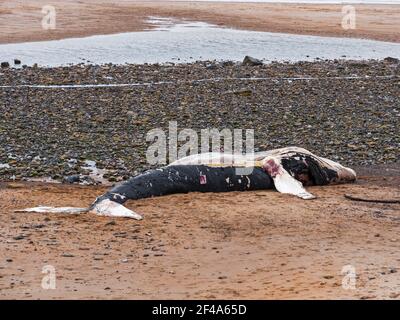 Blyth, Northumberland, Regno Unito, 19 marzo 2021. La balena di ritorno morta si bagia sulla spiaggia. Gallia N e News/Alamy News Foto Stock