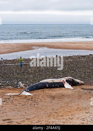 Blyth, Northumberland, Regno Unito, 19 marzo 2021. La balena di ritorno morta si bagia sulla spiaggia. Gallia N e News/Alamy News Foto Stock