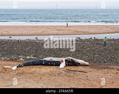 Blyth, Northumberland, Regno Unito, 19 marzo 2021. La balena di ritorno morta si bagia sulla spiaggia. Gallia N e News/Alamy News Foto Stock