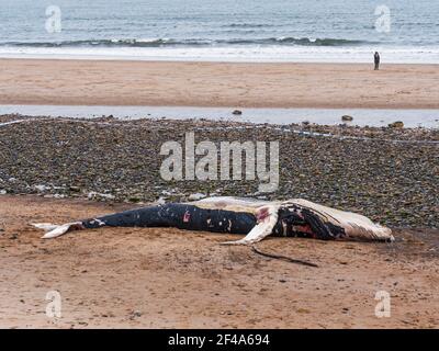 Blyth, Northumberland, Regno Unito, 19 marzo 2021. La balena di ritorno morta si bagia sulla spiaggia. Gallia N e News/Alamy News Foto Stock