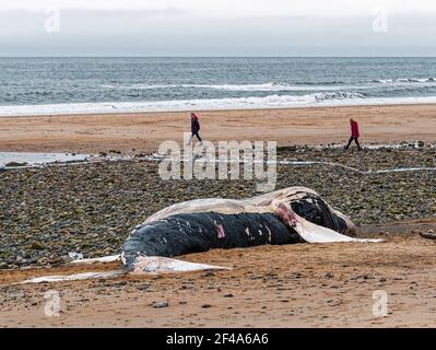 Blyth, Northumberland, Regno Unito, 19 marzo 2021. La balena di ritorno morta si bagia sulla spiaggia. Gallia N e News/Alamy News Foto Stock