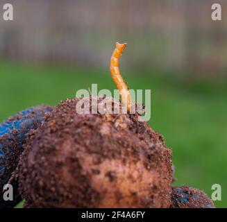 Verme di peste di insetto. Vermi parassiti, larve di coleotteri. Si nutrono di colture agricole. Foto Stock