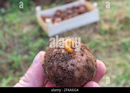 Verme di peste di insetto. Vermi parassiti, larve di coleotteri. Si nutrono di colture agricole. Foto Stock