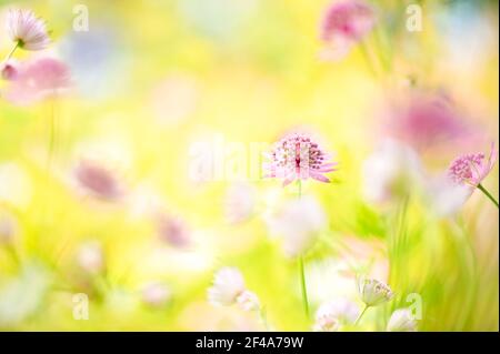 Un ritratto piuttosto ravvicinato di un fiore rosa Astrantia ‘Roma’ circondato da uno sfondo sfocato di fiori Astrantia. Foto Stock