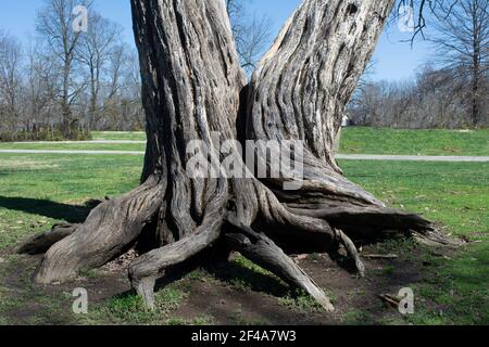Due alberi che crescono insieme con radici e tronchi intrecciati. Foto Stock