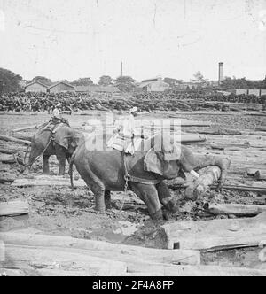 Rangonn (Birmania). Elefanti di lavoro in uno stereoing in un cuscinetto di legno (segheria?) Foto Stock
