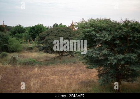 BAGAN, NYAUNG-U, MYANMAR - 2 GENNAIO 2020: Un tempio storico che si sveglia dalla foresta e campi asciutti Foto Stock
