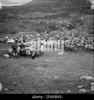 A Tromsø (Norvegia). Famiglia di semi che si pone di fronte ad un allevamento di renne nel campo di semi Foto Stock