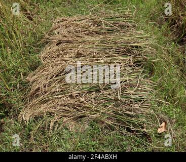 Primo piano di un fascio di cialde di risone su campo da raccogliere, questo risone raccolto utilizzando il lavoro umano Foto Stock