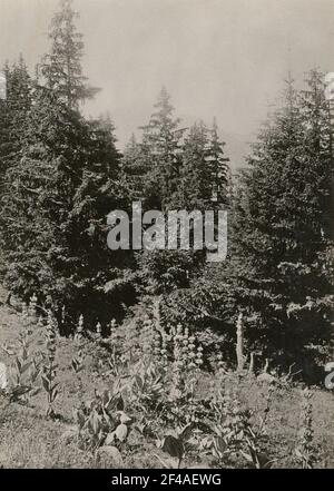 Europa. Austria? Giallo Enziano (Gentiana Lutea) Foto Stock