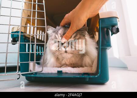 Donna che accarezzano il gatto che giace all'interno di un porta-animali o di una scatola da viaggio in plastica. Foto Stock