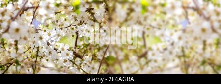 Sfocatura banner di sfondo Spring. Primo piano su un albero fiorito bianco. Fioritura e fioritura del ramo di ciliegio. Fiori bianchi sul ramo di mela ciliegia Foto Stock