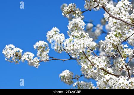 Fioritura delle orecchie bianche in primavera su blu Foto Stock