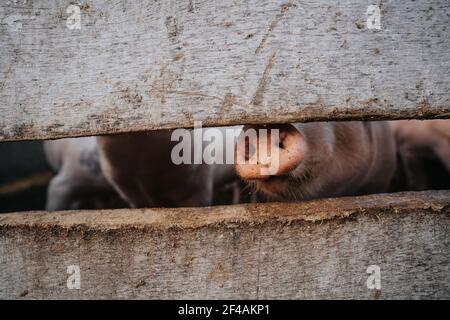 Maiale nosò dietro una recinzione di legno in una fattoria Foto Stock