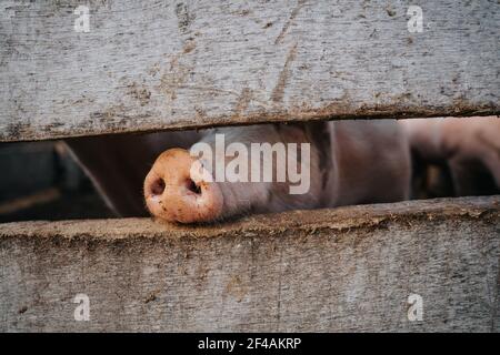 Maiale nosò dietro una recinzione di legno in una fattoria Foto Stock