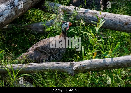 Apple Valley, Minnesota. Un guineafonlo Helmeted, Numida meleagris che cammina nell'erba. Foto Stock