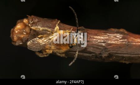 ape a corna lunga (lat. Eucera longicornis) è una specie di api della famiglia Apudae, della sottofamiglia Apudae e della tribù Eucerini Foto Stock