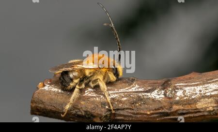 ape a corna lunga (lat. Eucera longicornis) è una specie di api della famiglia Apudae, della sottofamiglia Apudae e della tribù Eucerini Foto Stock