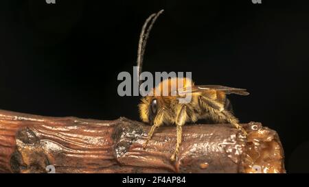 ape a corna lunga (lat. Eucera longicornis) è una specie di api della famiglia Apudae, della sottofamiglia Apudae e della tribù Eucerini Foto Stock