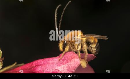 ape a corna lunga (lat. Eucera longicornis) è una specie di api della famiglia Apudae, della sottofamiglia Apudae e della tribù Eucerini Foto Stock